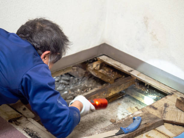 Best Affordable Mold Removal  in Tucumcari, NM