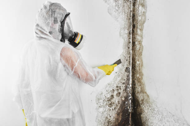 Office Mold Removal Services in Tucumcari, NM