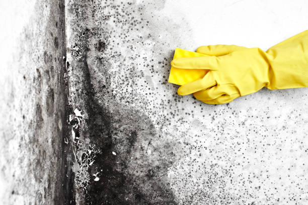 Best Toxic Mold Removal  in Tucumcari, NM