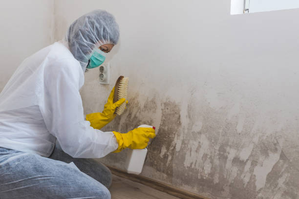 Best Professional Mold Removal  in Tucumcari, NM