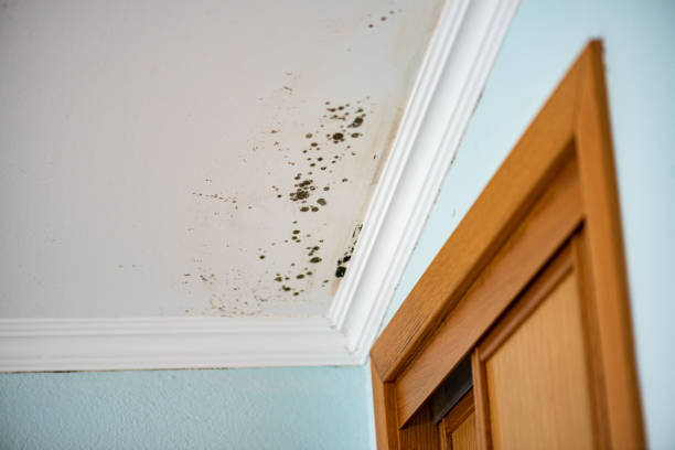 Best Black Mold Removal  in Tucumcari, NM