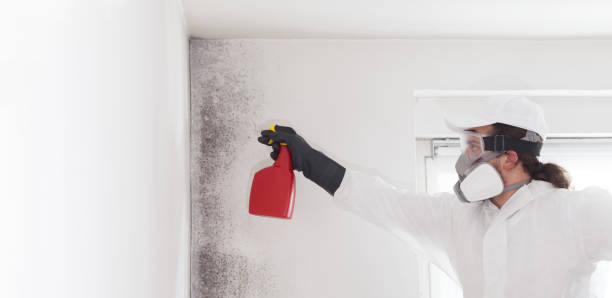 Best Mold Removal Company Near Me  in Tucumcari, NM