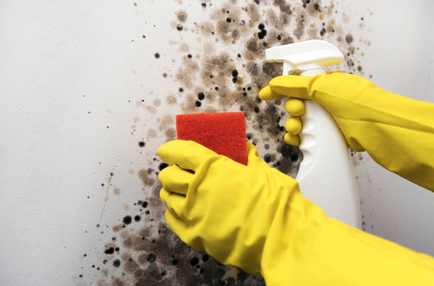 Best Mold Removal Near Me  in Tucumcari, NM