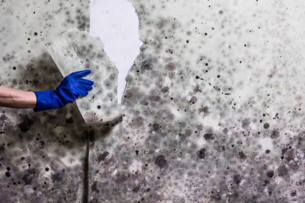 Best Mold Testing  in Tucumcari, NM