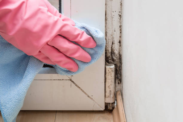 Best Commercial Mold Removal  in Tucumcari, NM