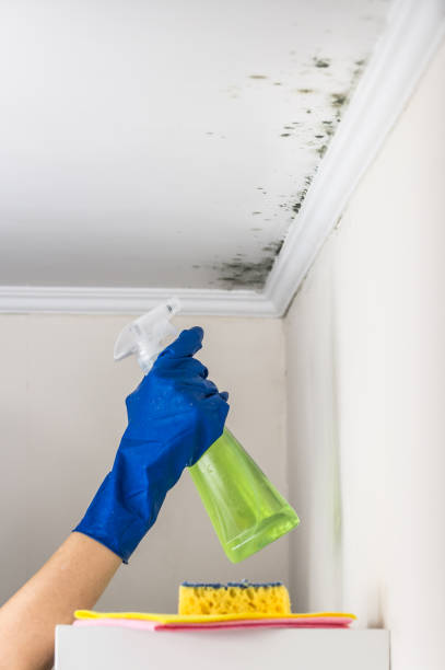 Home Mold Removal in Tucumcari, NM