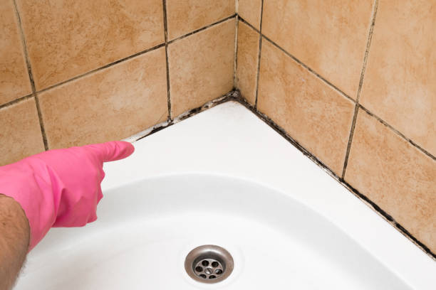 Best Attic Mold Removal  in Tucumcari, NM